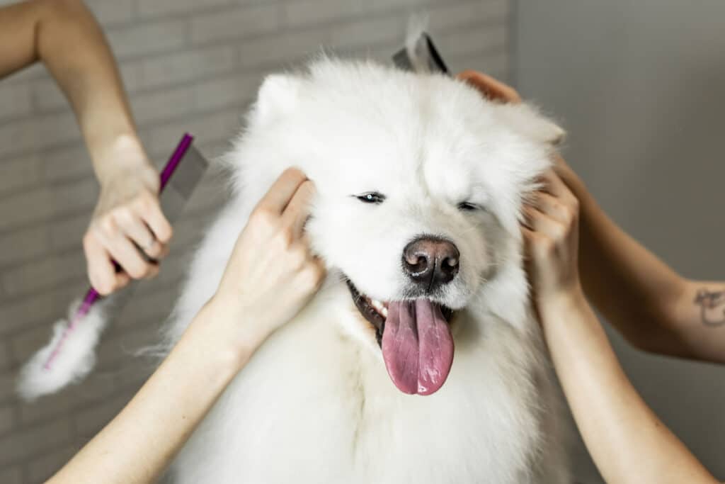 A fluffy white dog with its tongue out is being groomed by several people. Hands are brushing its fur and holding its ears, and the dog looks relaxed and content.